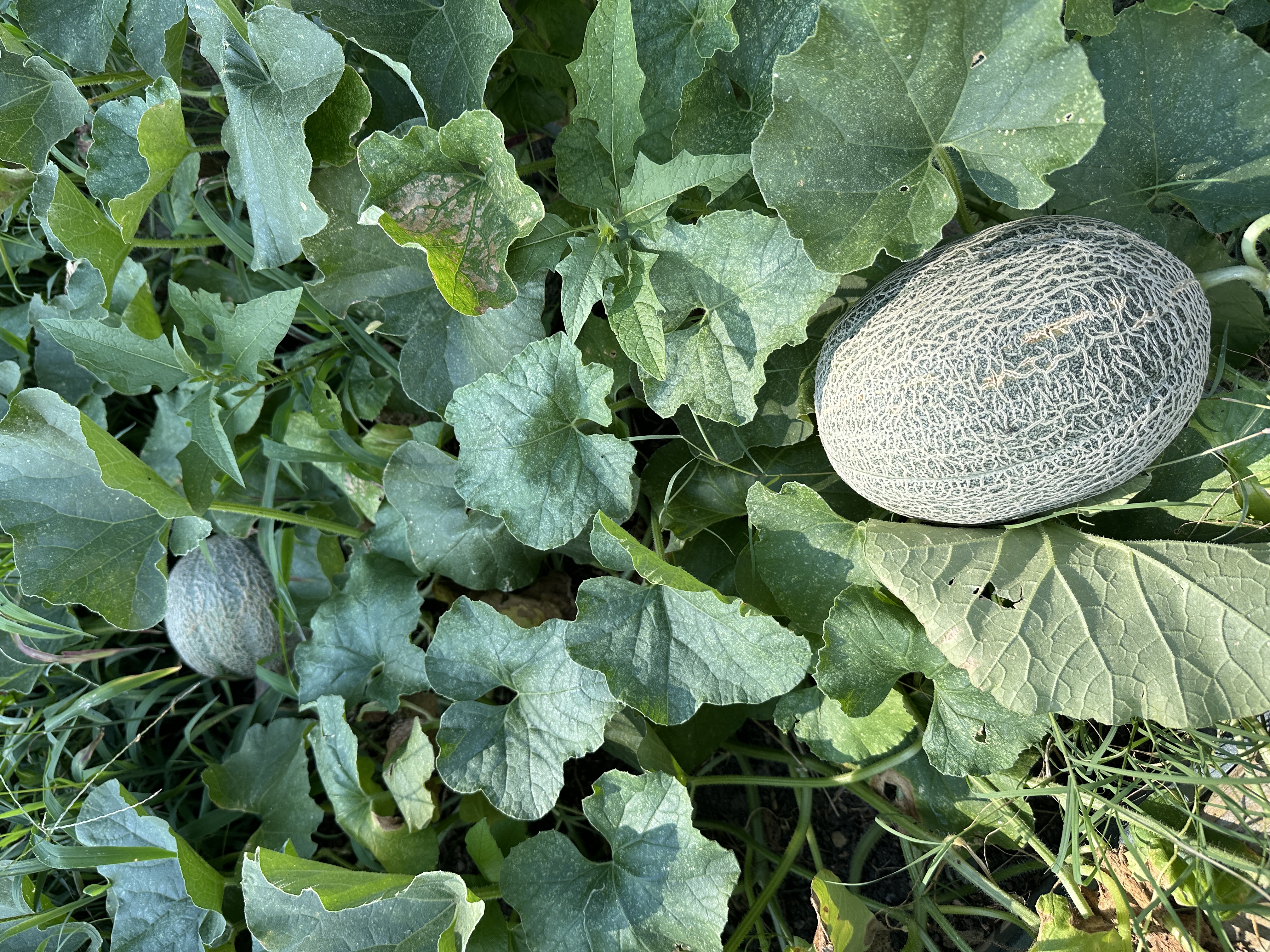 Fruit 25